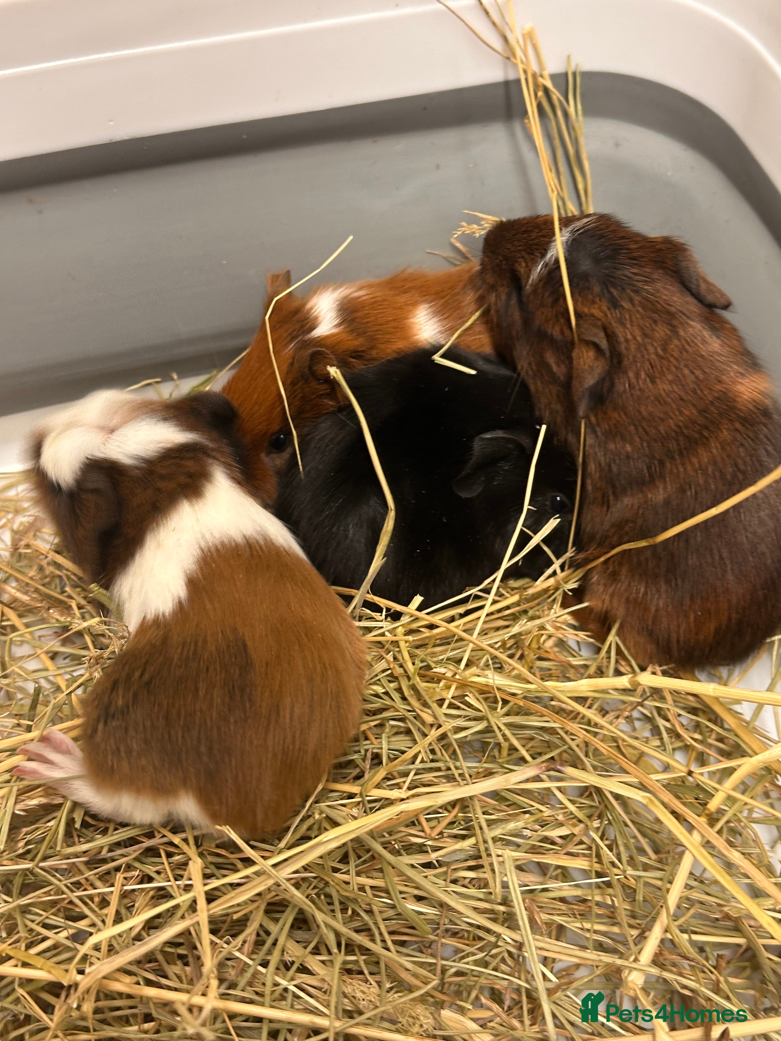 Guinea Pig rodents Gorgeous baby Guineapigs  - Advert 2