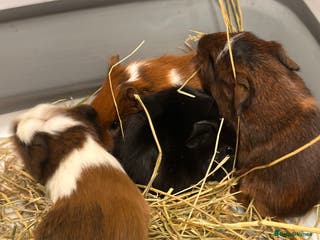 Guinea Pig rodents Gorgeous baby Guineapigs - Advert 5