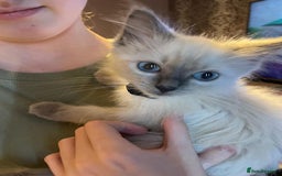 Ragdoll cats for sale: Ready Now. Stunning GCCF Pure Bred Ragdoll kittens - Image 30
