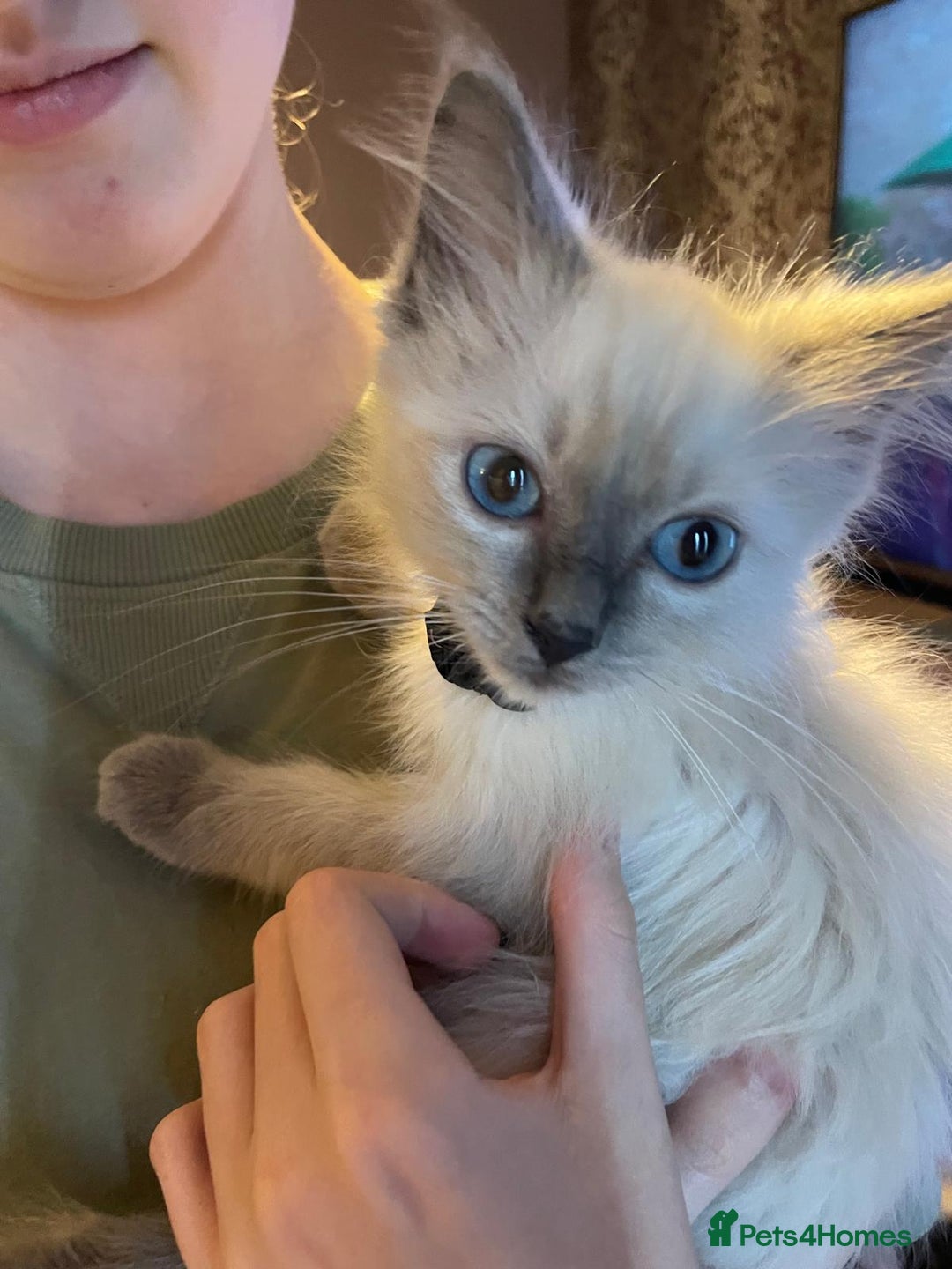 Ragdoll cats for sale: Ready Now. Stunning GCCF Pure Bred Ragdoll kittens - Image 30