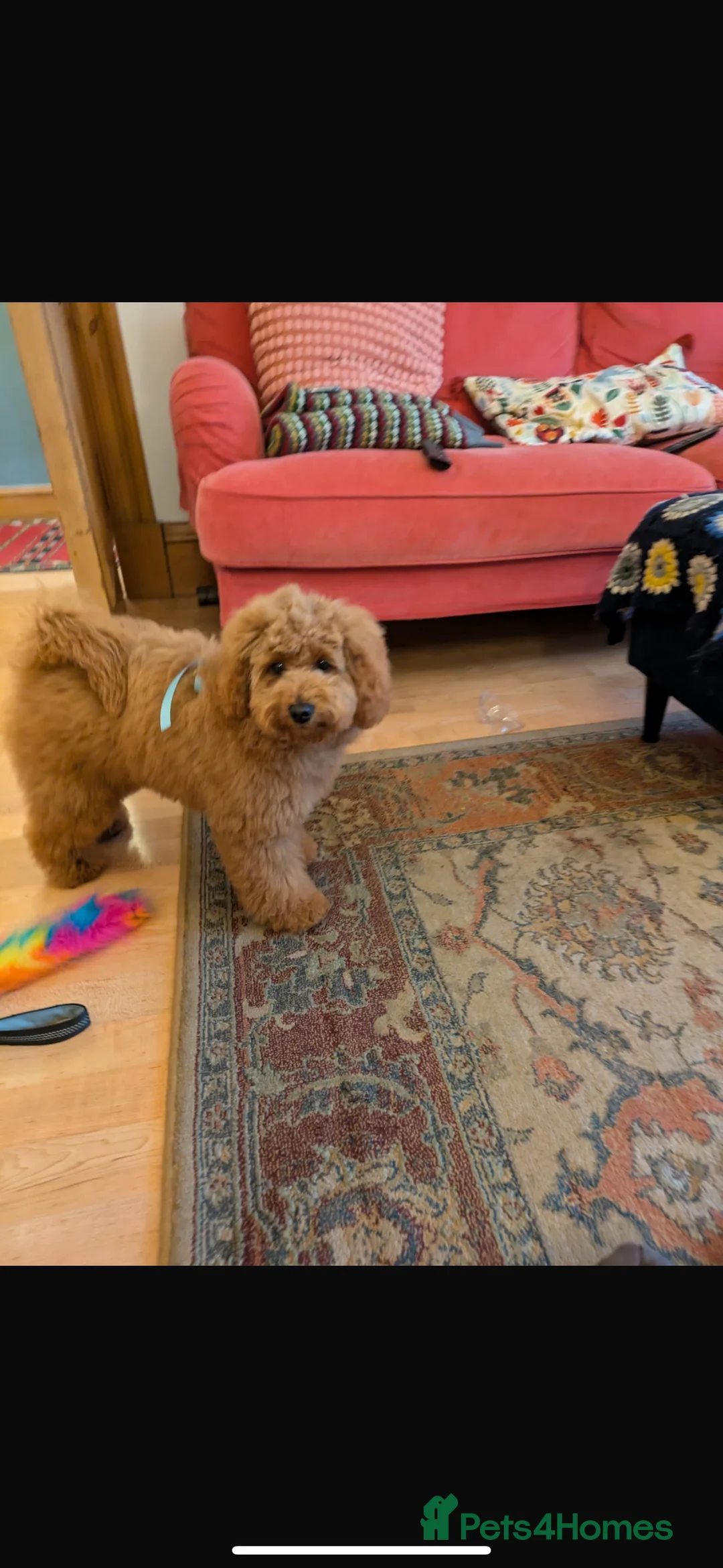 Toy Poodle dogs for stud: Red toy poodle for stud - Advert 6