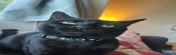 Mixed Breed cats for sale: Beautiful friendly Black 11 month old kitten  in Leeds - Advert 3