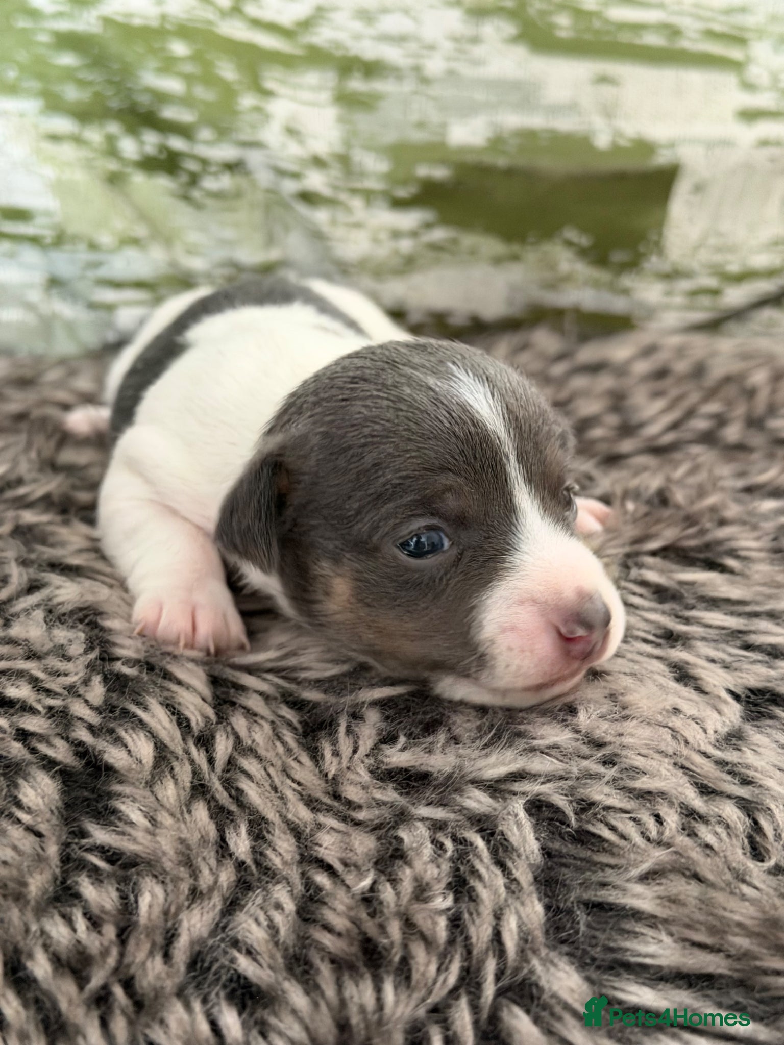 Blue tri boy