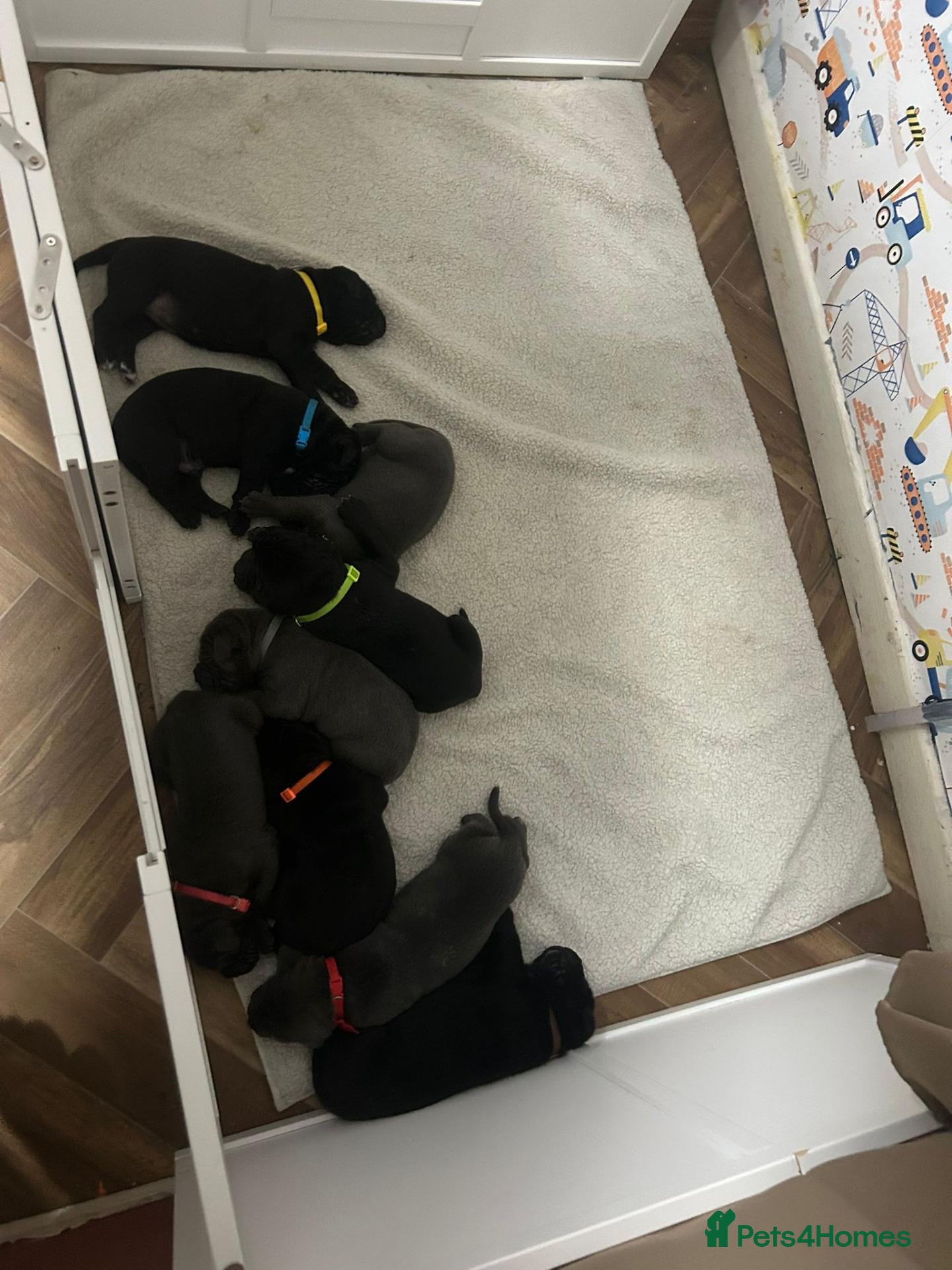 Cane Corso dogs Chunky Cane Corso Puppies - Advert 5