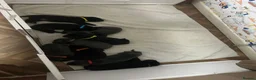 Cane Corso dogs for sale: Chunky Cane Corso Puppies in Coventry - Advert 1