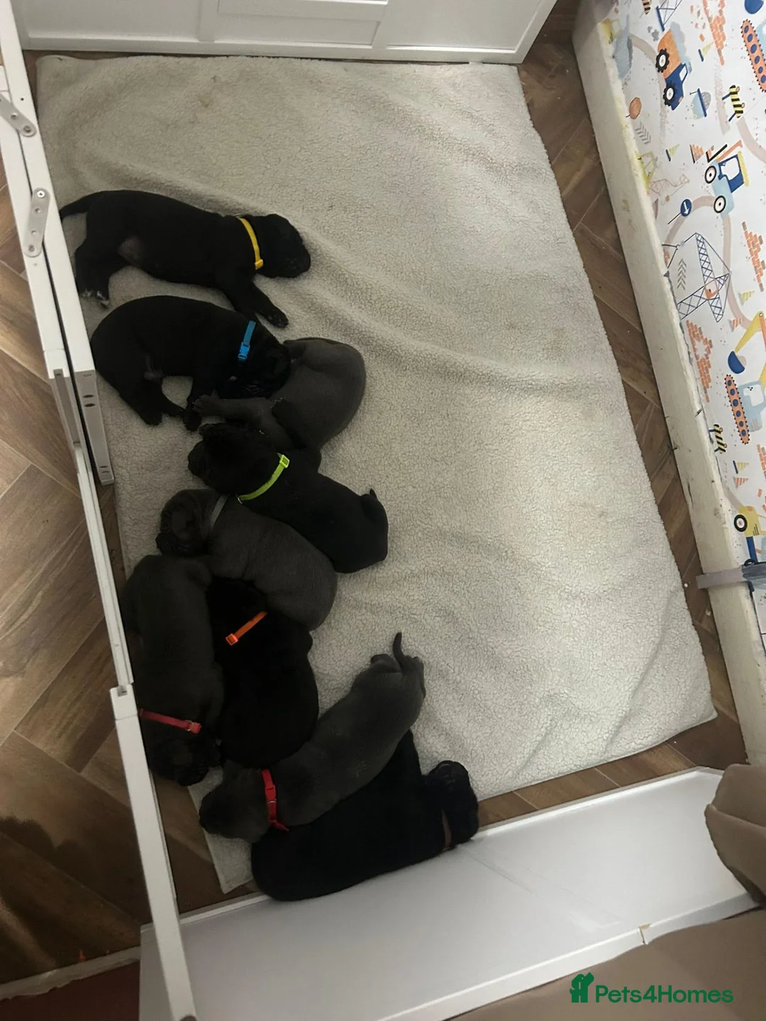 Cane Corso dogs for sale: Chunky Cane Corso Puppies in Coventry - Advert 1