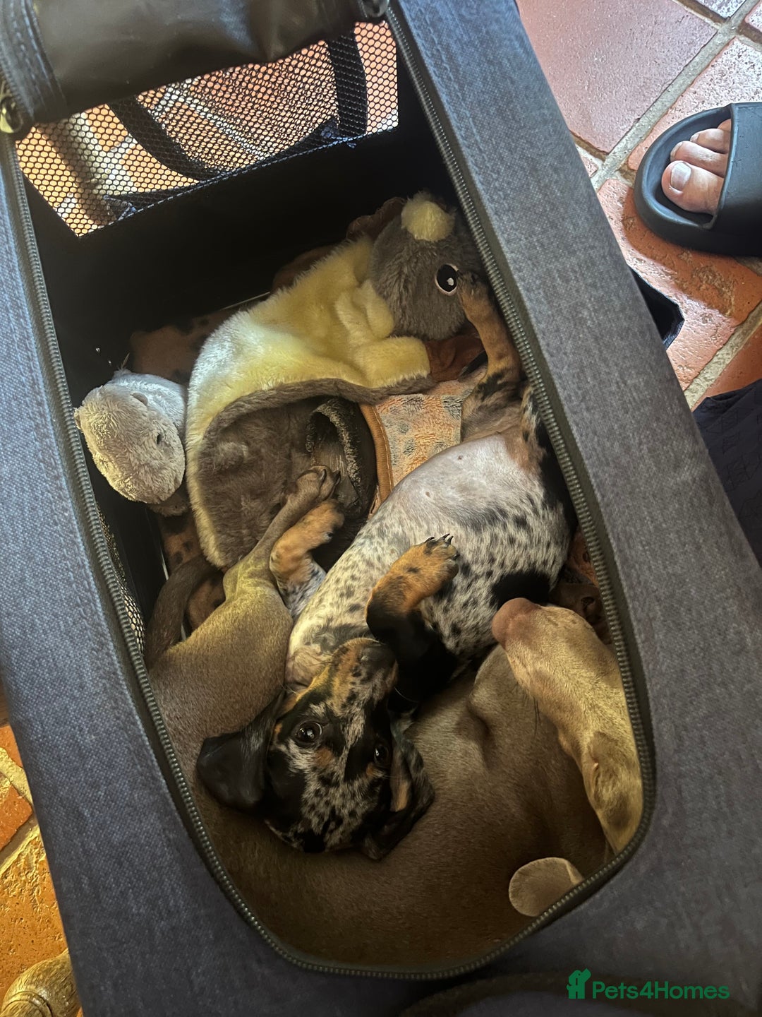 Miniature Dachshund dogs for sale: Dapple mini dachshund & long haired daxi cross - Advert 7