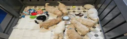 Mini Goldendoodle dogs for sale: F2B MINIATURE GOLDENDOODLES 🐾 FULLY VACCINATED ❤️ - Advert 11