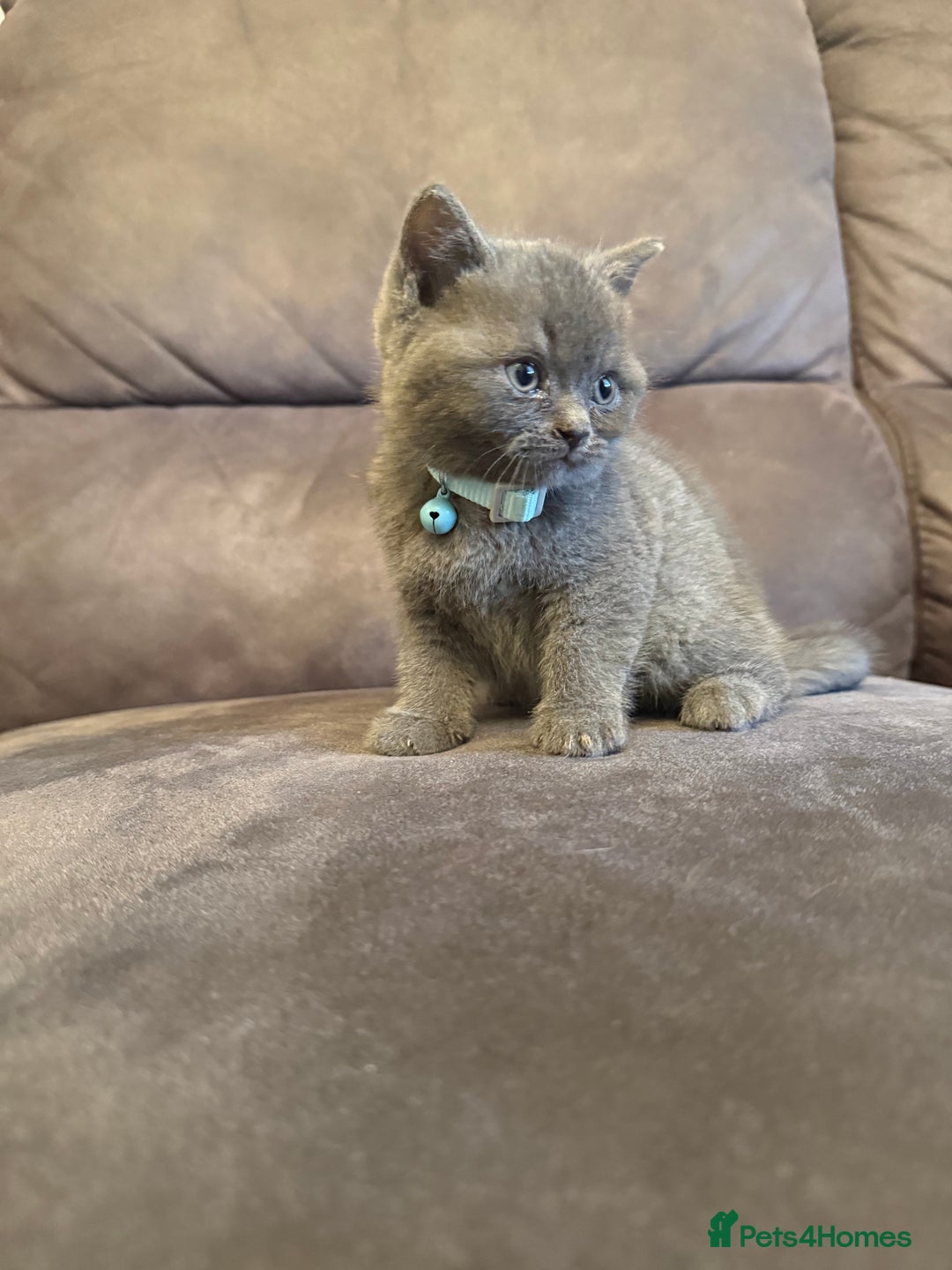 British Shorthair cats for sale: British short hair kittens  - Advert 2