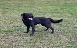 Mixed Breed dogs for sale: Luna, 17 month old german shepherd x lab - Image 3