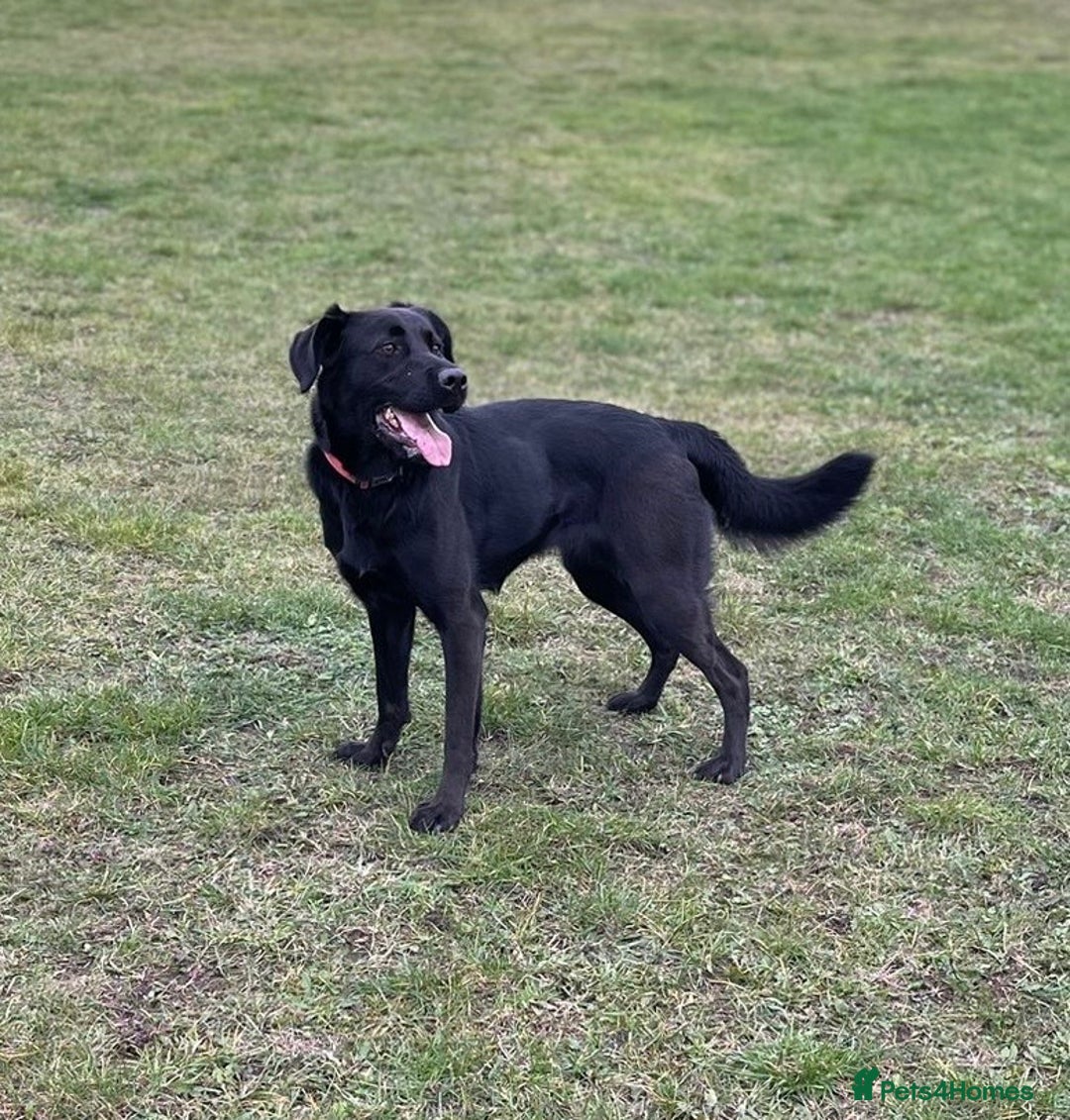 Mixed Breed dogs for sale: Luna, 17 month old german shepherd x lab - Image 3