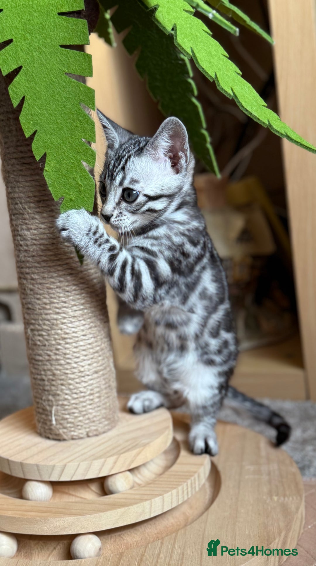 Bengal cats for sale: ⭐️Divine silver black spotted tabby bengal ⭐️ - Advert 20