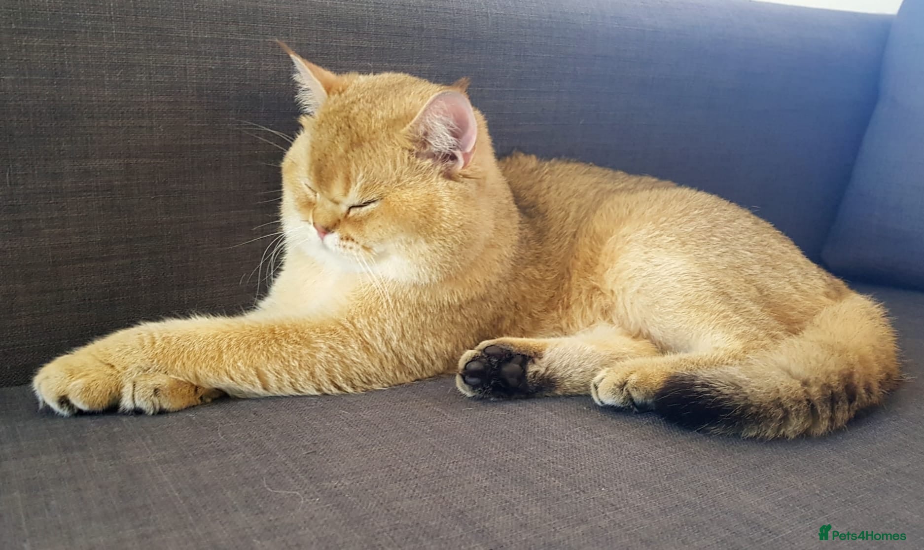 Scottish Fold cats GOLD CHINCHILLA SCOTTISH STRAIGHT PEDIGREE. STUD in London - Advert 4