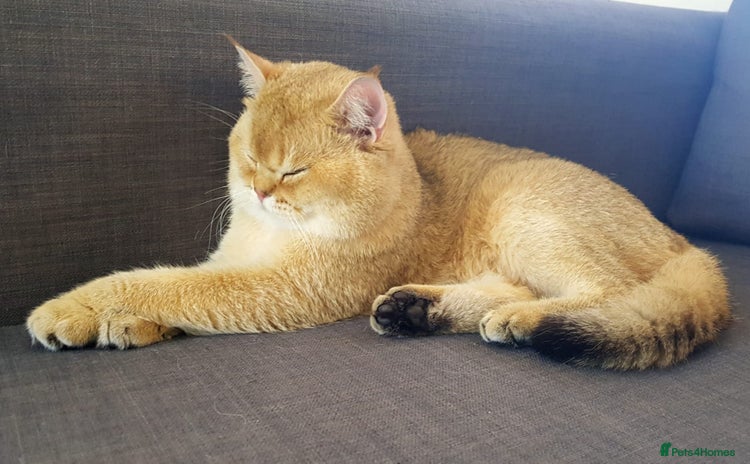 Scottish Fold cats in London - Advert 2