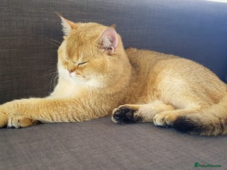 Scottish Fold cats in London - Advert 5