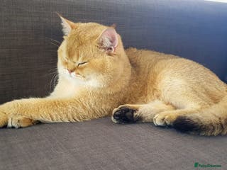 Scottish Fold cats GOLD CHINCHILLA SCOTTISH STRAIGHT PEDIGREE. STUD in London - Advert 5