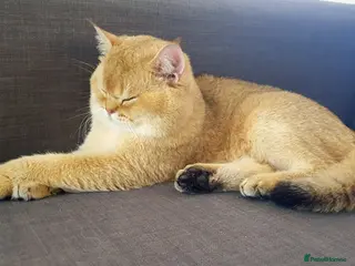 Scottish Fold cats GOLD CHINCHILLA SCOTTISH STRAIGHT PEDIGREE. STUD in London - Advert 8