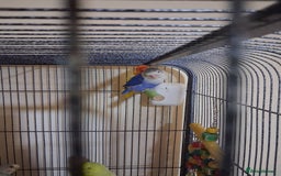 Budgerigars birds for sale: Pet birds and cage - Image 2