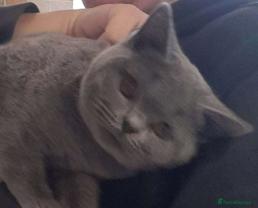 British Shorthair cats for sale: BEAUTIFUL PEDIGREE BRITISH SHORT-HAIRED KITTENS  - Advert 5