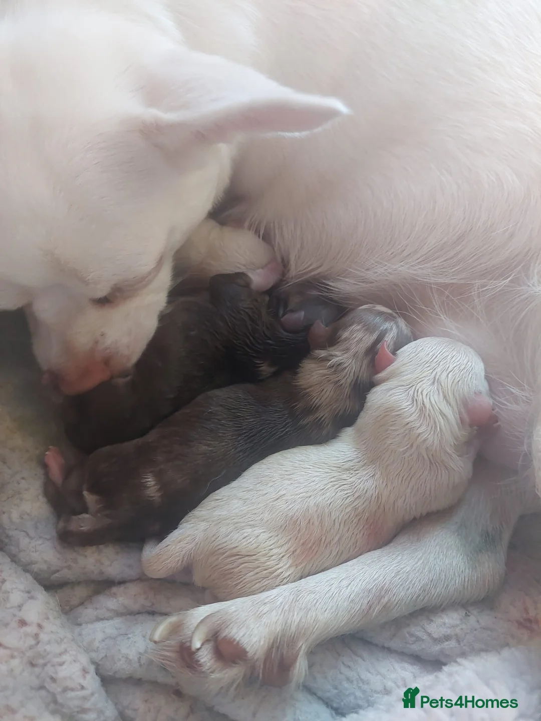 Chihuahua dogs for stud: Chocolate Tri  for stud in Ipswich - Advert 18