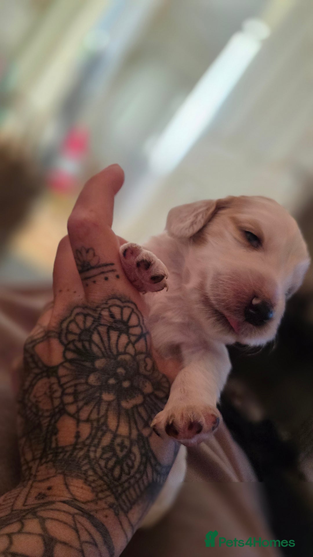 Mixed Breed dogs for sale: Beautiful cocker spaniels - Image 2