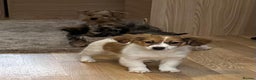Jack Russell dogs for sale: Jack Russell Puppies… - Advert 24