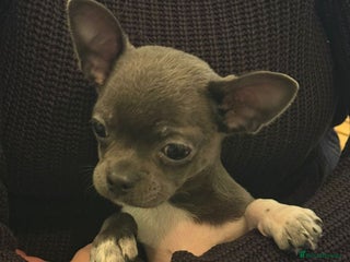 Chihuahua dogs - Advert 14