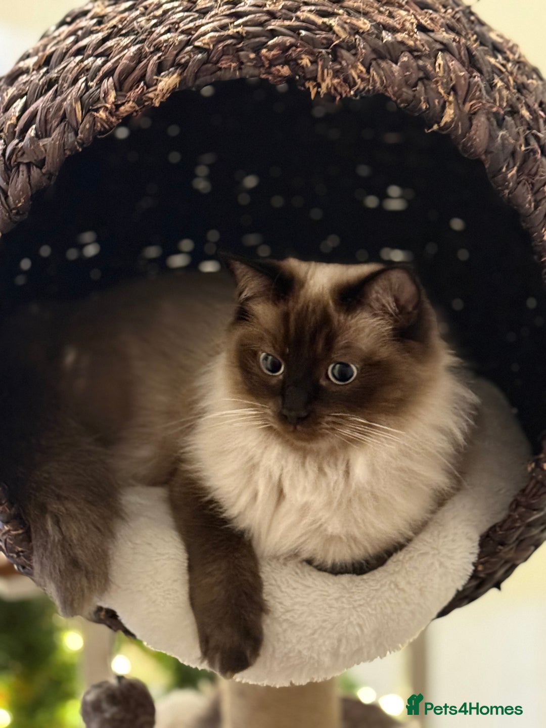 Ragdoll cats for sale: Pure Ragdoll  - Advert 6