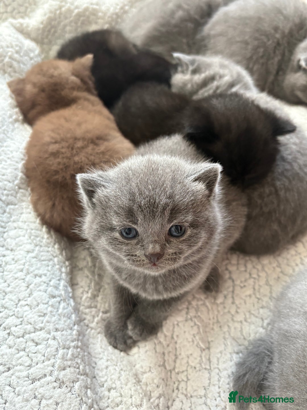 British Shorthair cats for sale:  LAST 3 British shorthair BLUE AND BLACK - Advert 10