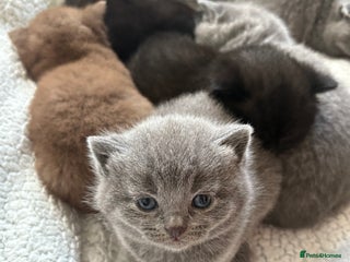 British Shorthair cats British shorthair kittens LAST CHOCOLATE - Advert 5