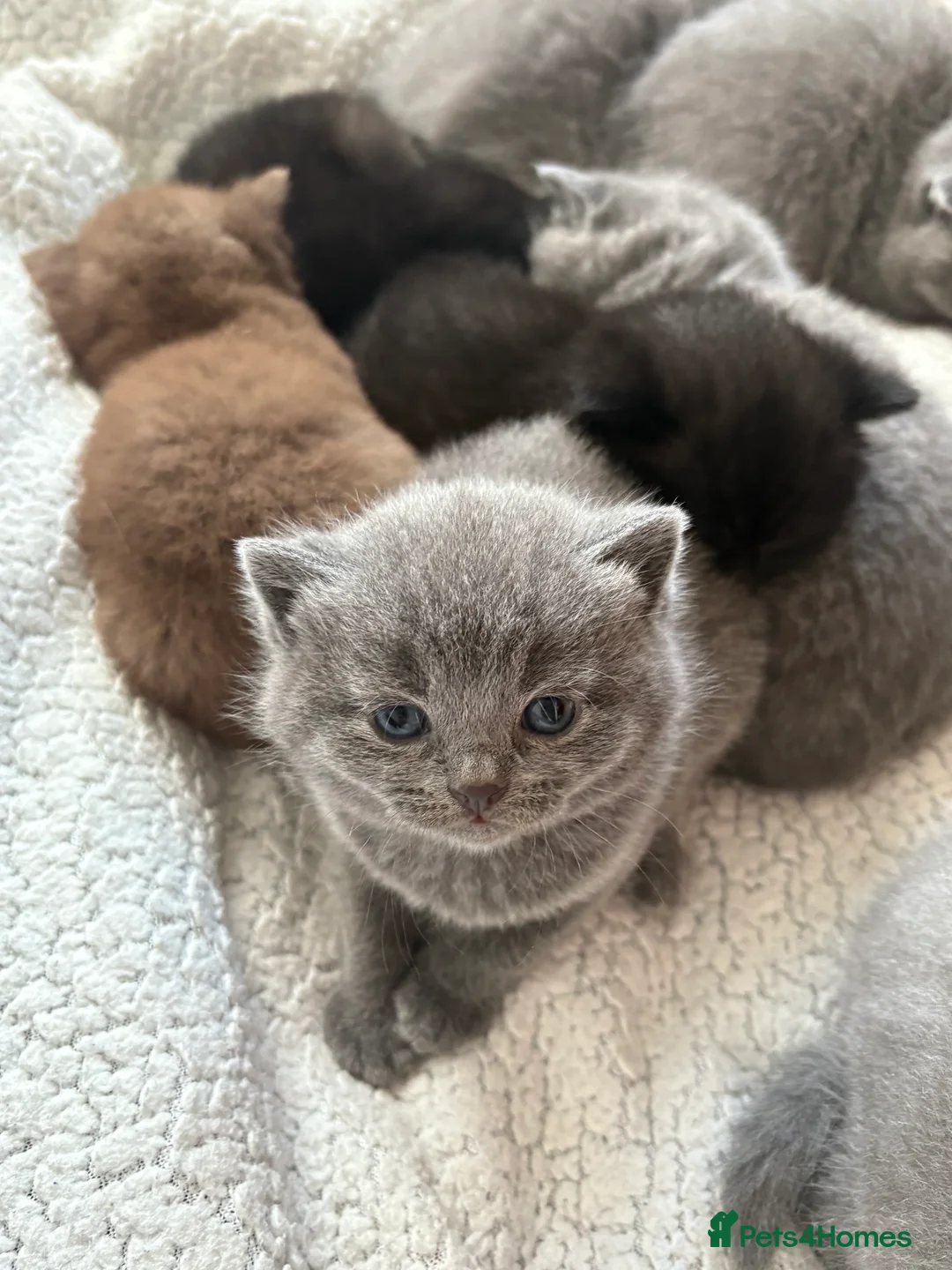 British Shorthair cats for sale: Ready NOW !🫶BLUE FEMALE GIRL GCCF registered 😻  - Advert 8