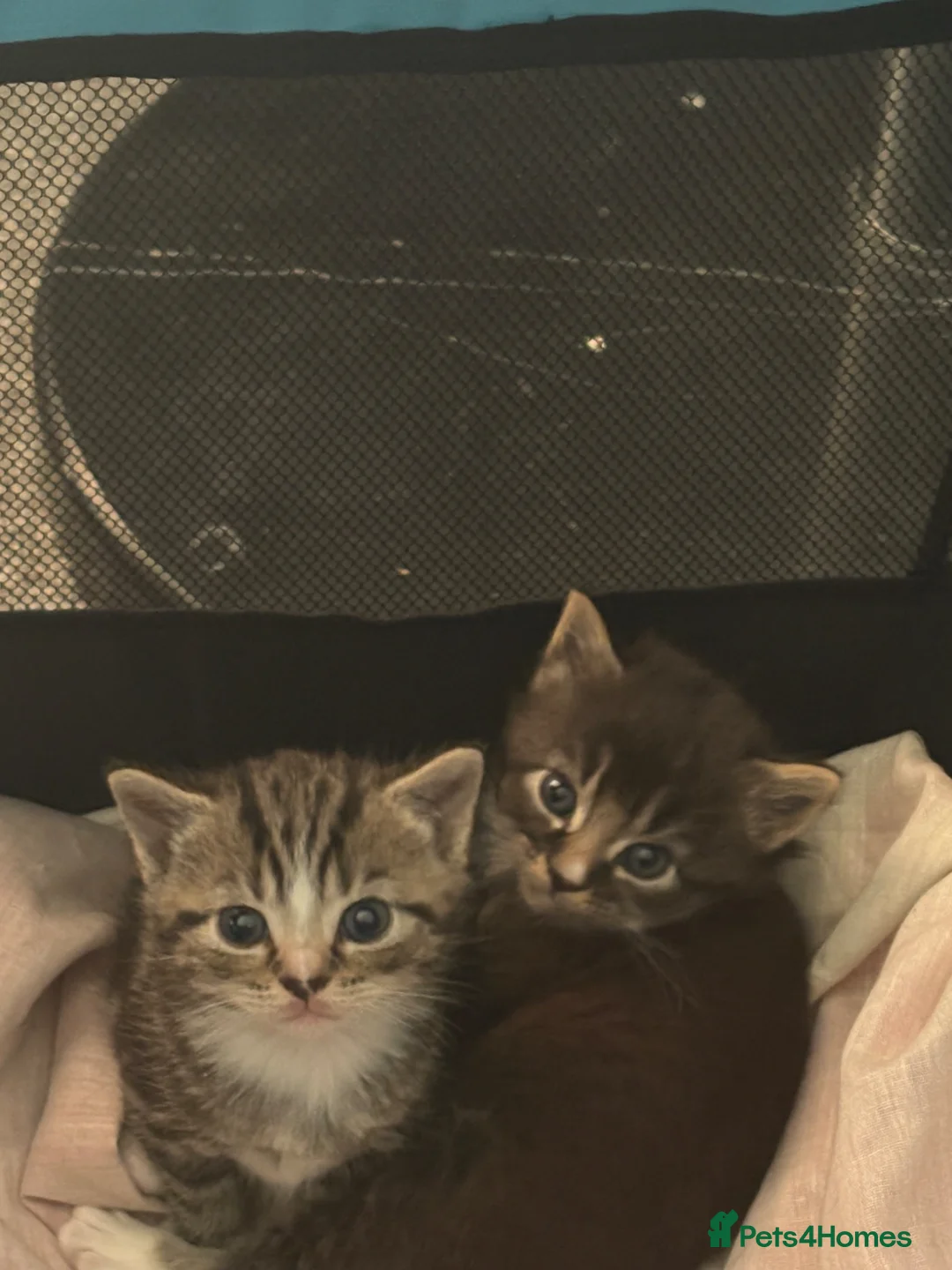 Mixed Breed cats for sale: 2 beautiful male kittens  - Advert 6