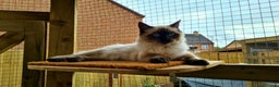 Ragdoll cats for stud: My beautiful PROVEN ragdoll for stud  in Cheltenham - Advert 5