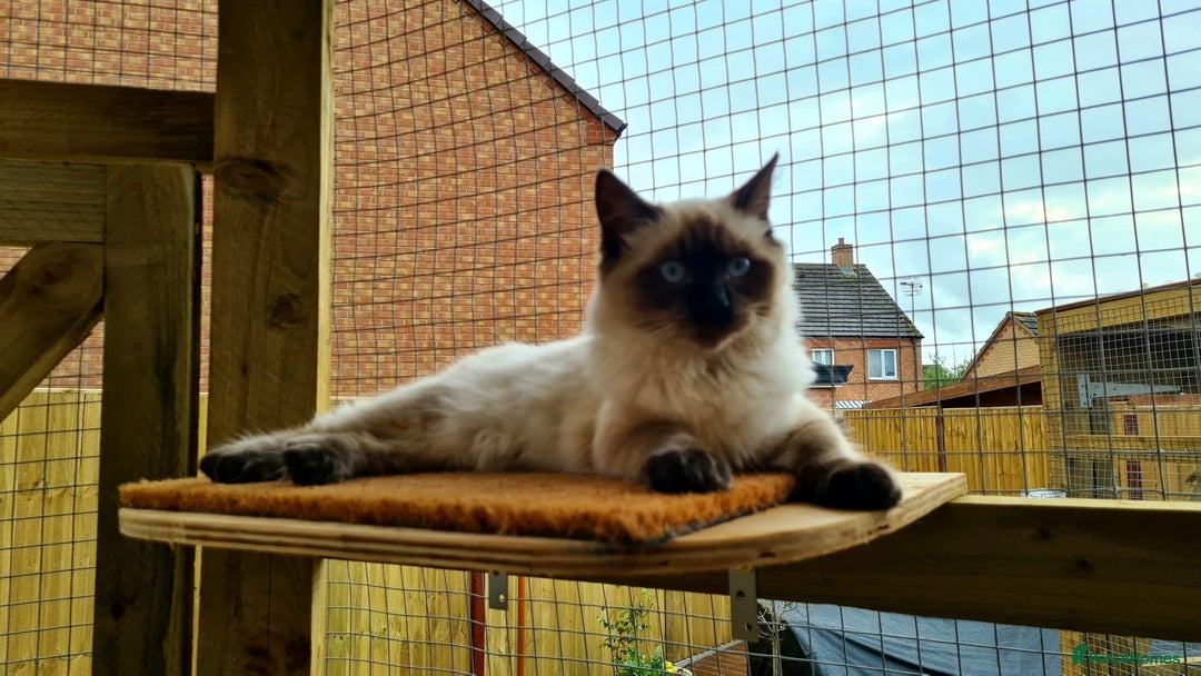 Ragdoll cats for stud: My beautiful PROVEN ragdoll for stud  in Cheltenham - Image 5