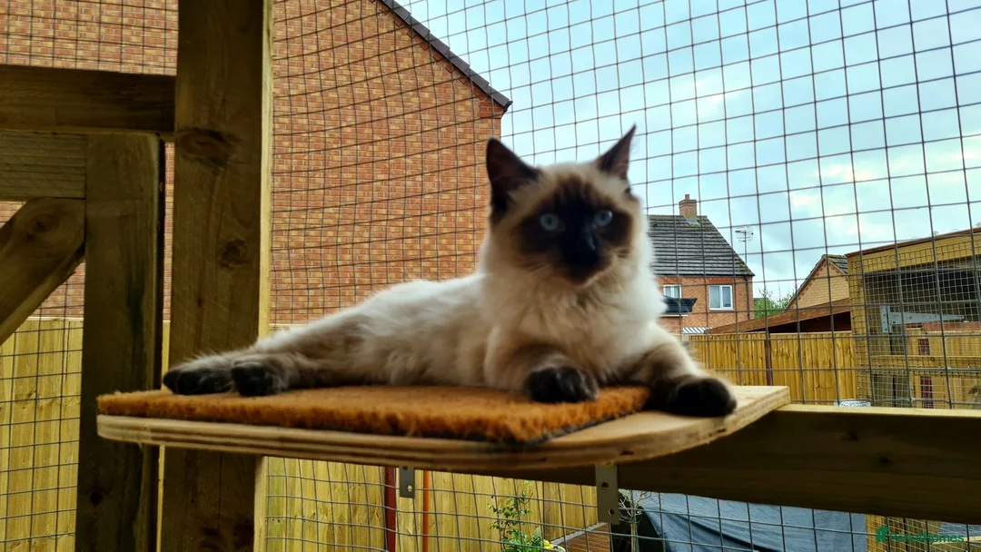 Ragdoll cats for stud: My beautiful PROVEN ragdoll for stud  in Cheltenham - Advert 5
