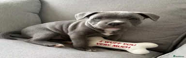 Staffordshire Bull Terrier Puppy 1