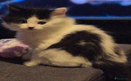 British Shorthair cats for sale: Kittens ready now - Image 7