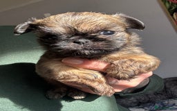 Griffon Bruxellois dogs for sale: Rough coated Brussels Griffon cross  - Image 2