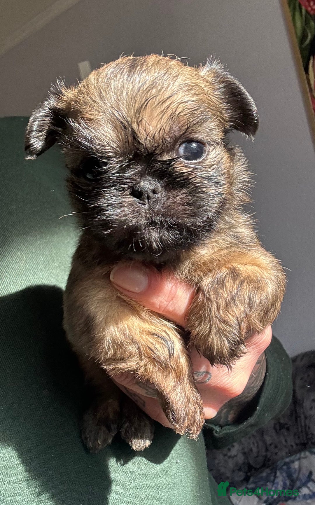 Griffon Bruxellois dogs for sale: Rough coated Brussels Griffon cross  - Image 2