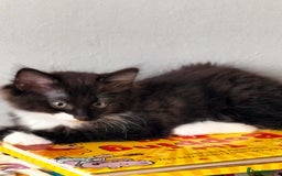 Turkish Angora cats for sale: beautiful Turkish Angora kitten 🌸 - Image 7