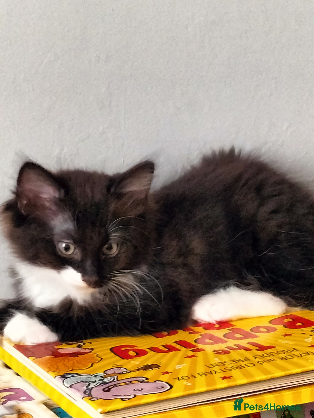 Turkish Angora cats for sale: beautiful Turkish Angora kitten 🌸 - Image 7