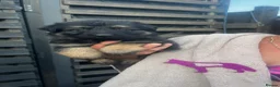 German Shepherd dogs for sale: Amazing  litter  in Chelmsford - Advert 2