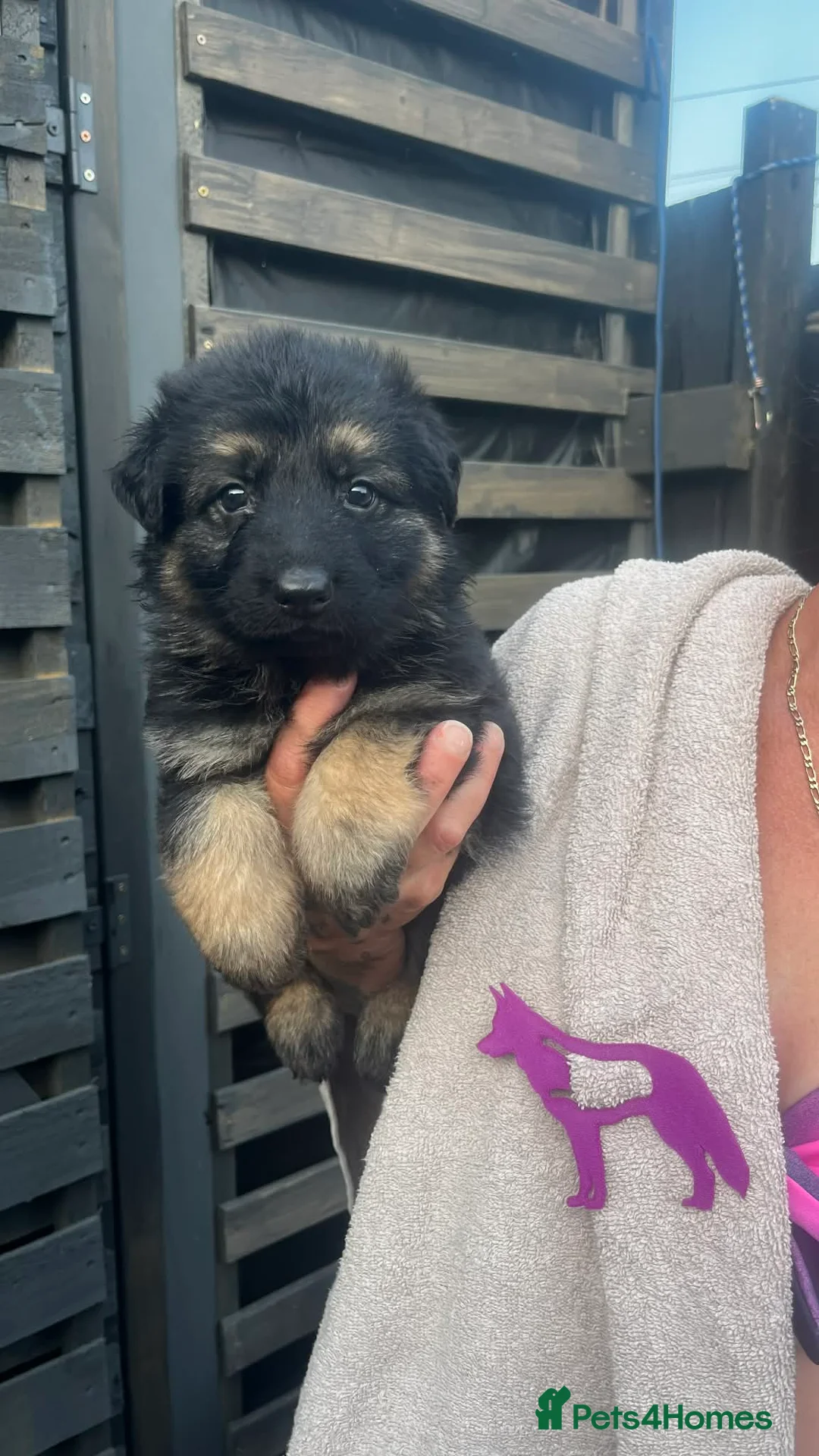 German Shepherd dogs for sale: Amazing  litter  in Chelmsford - Advert 2