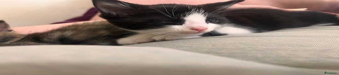 Mixed Breed Kitten 2