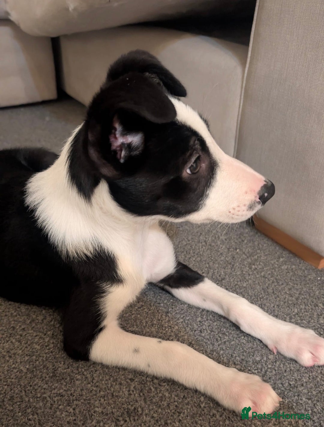 Border Collie dogs for sale: Border collie puppy for sale 13 weeks old male - Advert 5