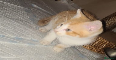 Mixed Breed cats - Advert 11