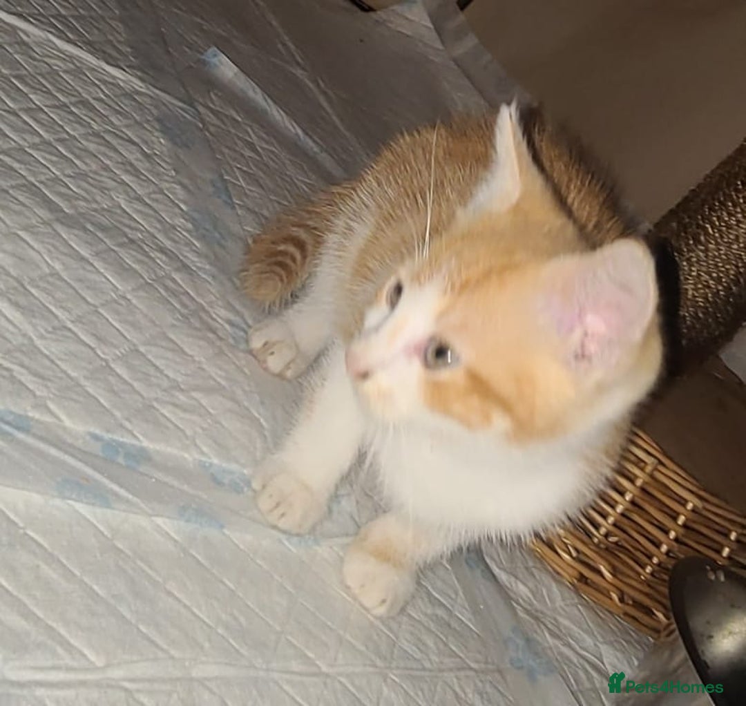 Mixed Breed cats for sale: 2 beautiful girl kittens - Image 2