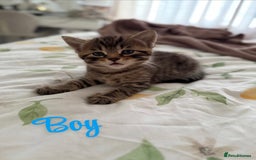 Russian Blue cats for sale: Kittens for sale  - Image 1