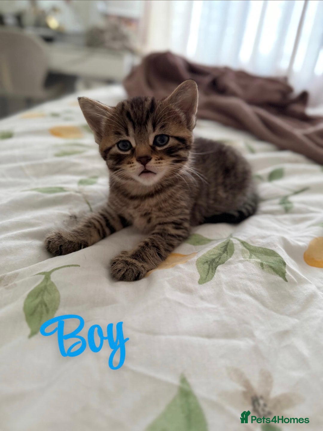 Russian Blue cats for sale: Kittens for sale  - Image 1