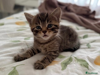 Russian Blue cats - Advert 1